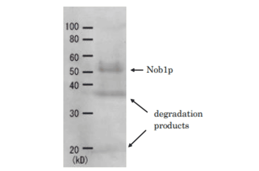 Detection of Nob1p (51.7kD) in the crude extract of S. cerevisiae by Western blotting using this antibody. 