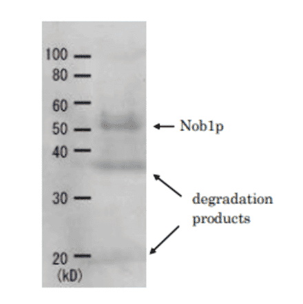 Detection of Nob1p (51.7kD) in the crude extract of S. cerevisiae by Western blotting using this antibody. 