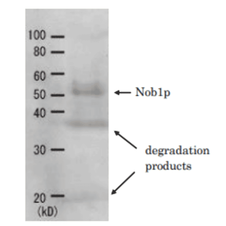 Detection of Nob1p (51.7kD) in the crude extract of S. cerevisiae by Western blotting using this antibody. 