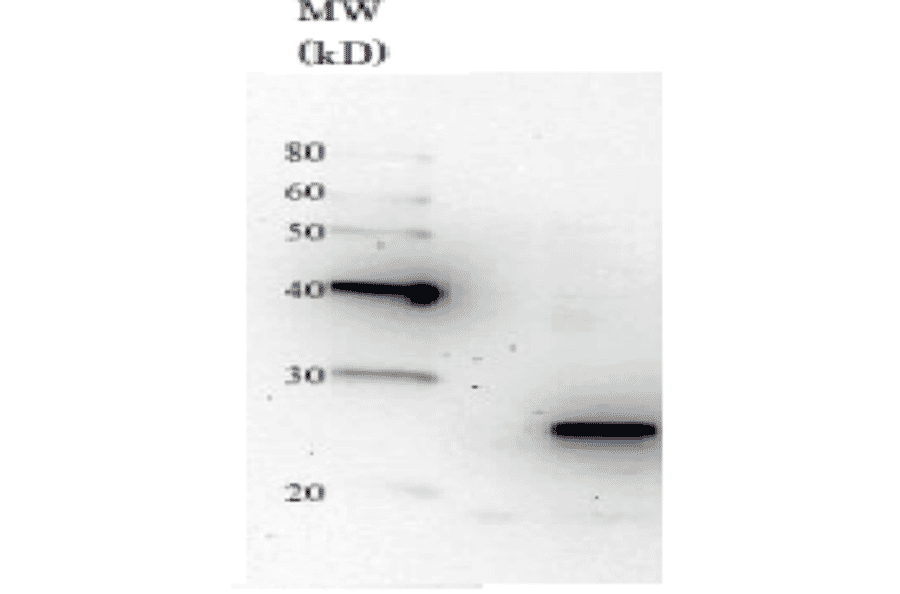Detection of Nas6 in the crude extract of S. cerevisiae by Western blotting using this antibody. 