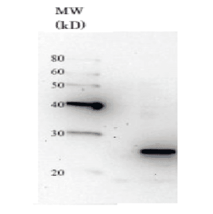 Detection of Nas6 in the crude extract of S. cerevisiae by Western blotting using this antibody. 