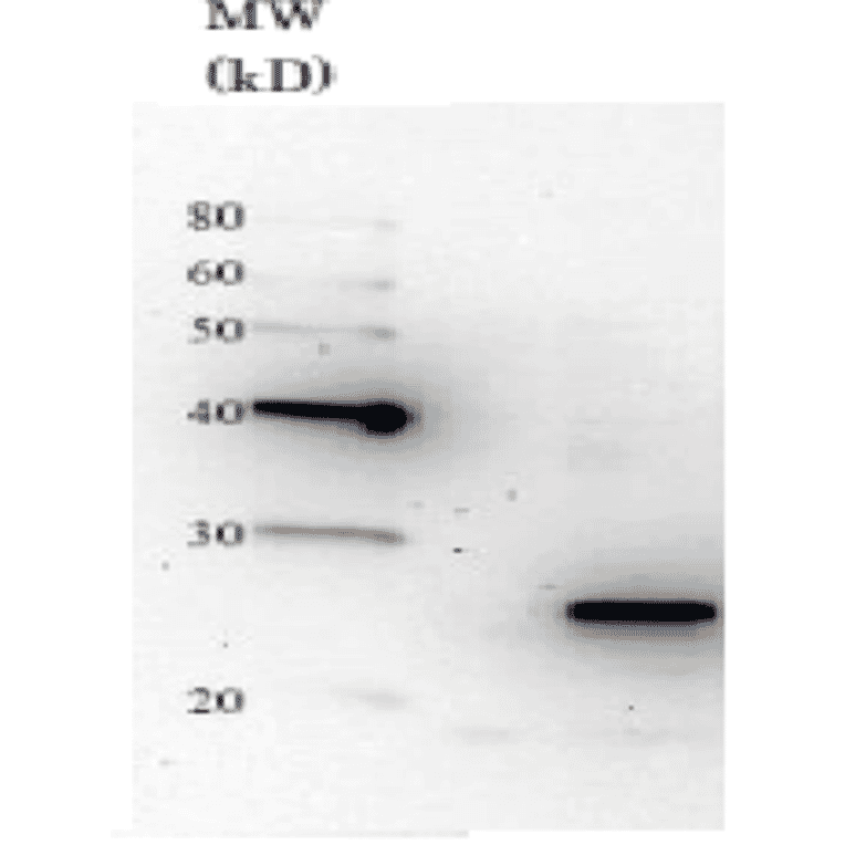 Detection of Nas6 in the crude extract of S. cerevisiae by Western blotting using this antibody. 