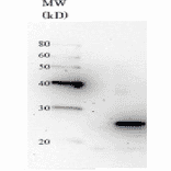 Detection of Nas6 in the crude extract of S. cerevisiae by Western blotting using this antibody. 