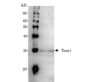 Detection of Tem1 (28kD) in the crude extract of S. cerevisiae by Western blotting using this antibody.