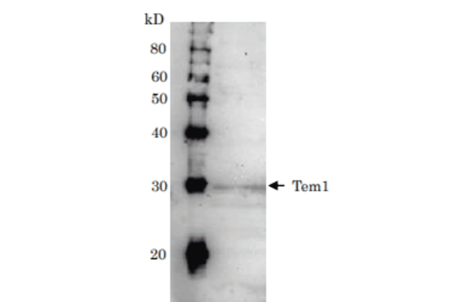 Detection of Tem1 (28kD) in the crude extract of S. cerevisiae by Western blotting using this antibody.