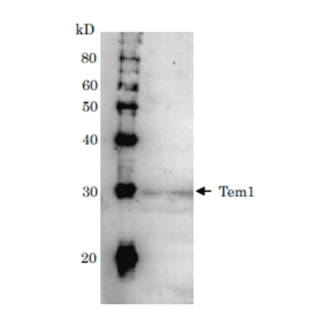 Detection of Tem1 (28kD) in the crude extract of S. cerevisiae by Western blotting using this antibody.