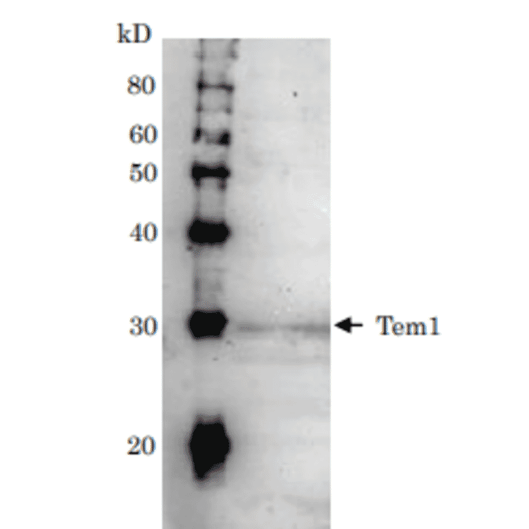 Detection of Tem1 (28kD) in the crude extract of S. cerevisiae by Western blotting using this antibody.