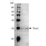 Detection of Tem1 (28kD) in the crude extract of S. cerevisiae by Western blotting using this antibody.