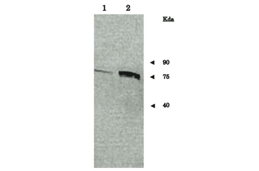 Identification of Sup35 protein in crude extracts of S. cerevisiae by western blotting with anti-Sup35 antibody.