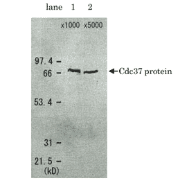 Detection of Cdc37 protein in the crude extract of S. cerevisiae by Western blotting using this antibody. lane 1: x 1000 dilution lane 2: x 5000 dilution Cdc37 protein has a molecular weight of 58.4 kD, but appeared as a 68 kD band in SDS-PAGE.