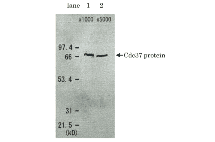 Detection of Cdc37 protein in the crude extract of S. cerevisiae by Western blotting using this antibody. lane 1: x 1000 dilution lane 2: x 5000 dilution Cdc37 protein has a molecular weight of 58.4 kD, but appeared as a 68 kD band in SDS-PAGE.