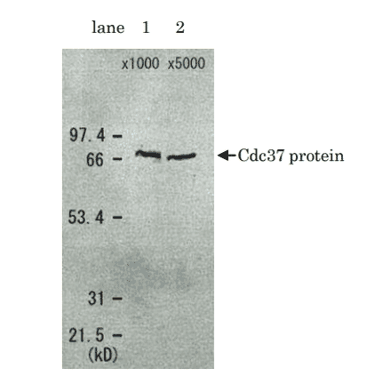 Detection of Cdc37 protein in the crude extract of S. cerevisiae by Western blotting using this antibody. lane 1: x 1000 dilution lane 2: x 5000 dilution Cdc37 protein has a molecular weight of 58.4 kD, but appeared as a 68 kD band in SDS-PAGE.