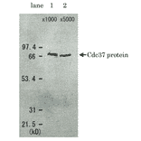 Detection of Cdc37 protein in the crude extract of S. cerevisiae by Western blotting using this antibody. lane 1: x 1000 dilution lane 2: x 5000 dilution Cdc37 protein has a molecular weight of 58.4 kD, but appeared as a 68 kD band in SDS-PAGE.
