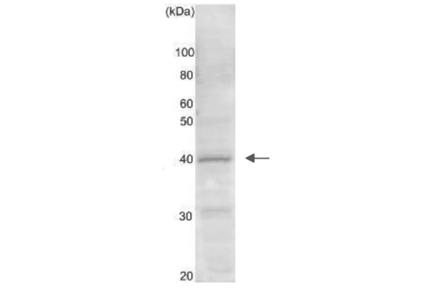 Western blot analysis of Gtr2 protein in the whole cell extract of S. cerevisiae (10 m g). AntiGtr2 antibody was used at 1/ 1,000 dilution.