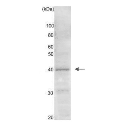 Western blot analysis of Gtr2 protein in the whole cell extract of S. cerevisiae (10 m g). AntiGtr2 antibody was used at 1/ 1,000 dilution.