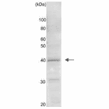 Western blot analysis of Gtr2 protein in the whole cell extract of S. cerevisiae (10 m g). AntiGtr2 antibody was used at 1/ 1,000 dilution.