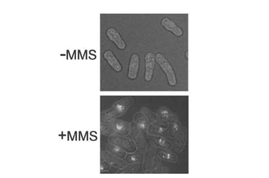 Rhp51 foci formation observed after DNA damage: S. pombe cells without or with MMS (0.025%) treatment for 1 h were processed for indirect immunofluorescence staining with Anti-Rhp51 Antibody (1:500 dilution).