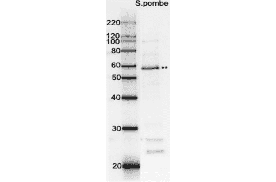 Western blot analysis of Rad22 in the whole cell extracts with affinity-purified antibody. M: Molecular weight markers (kD). Lane 1:Protein size markers (kDa). Lane 2: Extract of wild-type S. pombe. ** Indicates Rad22 protein band.