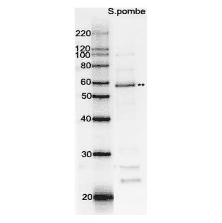 Western blot analysis of Rad22 in the whole cell extracts with affinity-purified antibody. M: Molecular weight markers (kD). Lane 1:Protein size markers (kDa). Lane 2: Extract of wild-type S. pombe. ** Indicates Rad22 protein band.