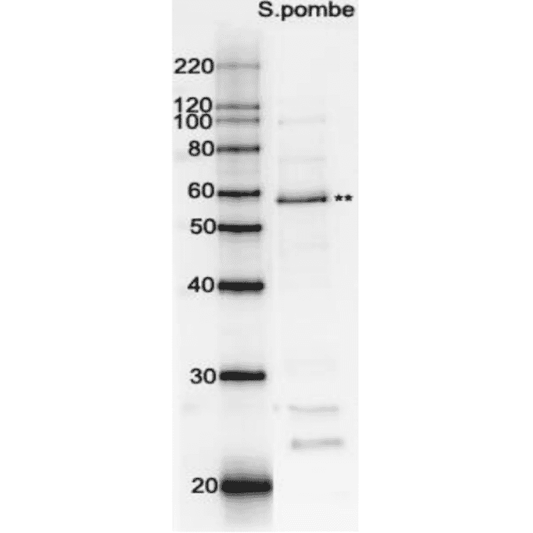 Western blot analysis of Rad22 in the whole cell extracts with affinity-purified antibody. M: Molecular weight markers (kD). Lane 1:Protein size markers (kDa). Lane 2: Extract of wild-type S. pombe. ** Indicates Rad22 protein band.