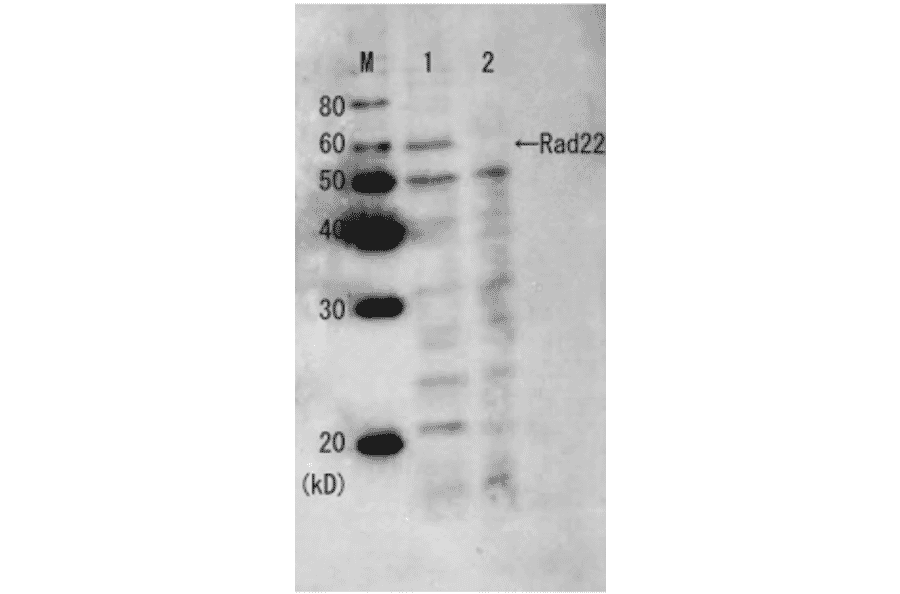 Western blot analysis of Rad22 protein in the whole cell extracts with Anti-Rad22 Antiserum (before affinity purification). M: Molecular weight markers (kD). Lane 1: Wild-type strain. Lane 2: Rad22 deletion mutant strain.