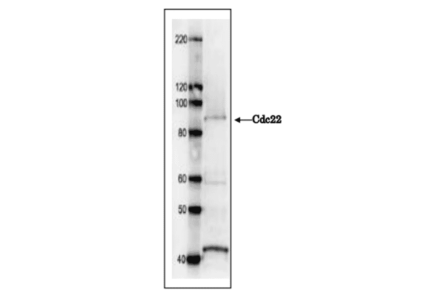 Western blot analysis with Anti-Cdc22 Antibody. Cdc22 protein (92 kDa) was detected by western blotting in S. pombe crude extract. 7.5 % SDS-PAGE was used. Anti-Cdc22 Antibody was used at 1:1,000 dilution and Anti-Rabbit IgG Antibody (HRP) was used as a secondary antibody at 1:10,000 dilution.