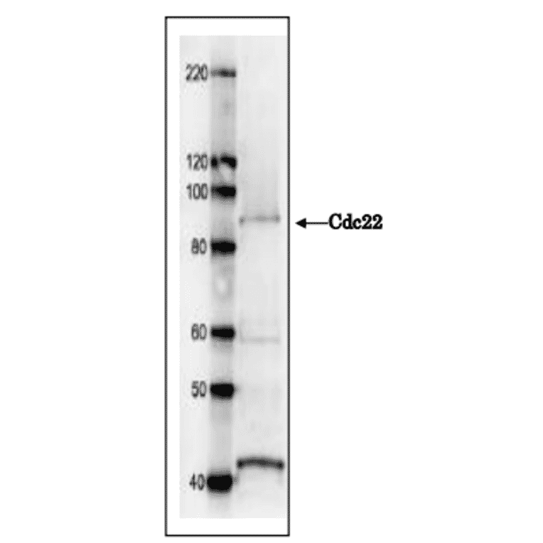 Western blot analysis with Anti-Cdc22 Antibody. Cdc22 protein (92 kDa) was detected by western blotting in S. pombe crude extract. 7.5 % SDS-PAGE was used. Anti-Cdc22 Antibody was used at 1:1,000 dilution and Anti-Rabbit IgG Antibody (HRP) was used as a secondary antibody at 1:10,000 dilution.