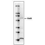 Western blot analysis with Anti-Cdc22 Antibody. Cdc22 protein (92 kDa) was detected by western blotting in S. pombe crude extract. 7.5 % SDS-PAGE was used. Anti-Cdc22 Antibody was used at 1:1,000 dilution and Anti-Rabbit IgG Antibody (HRP) was used as a secondary antibody at 1:10,000 dilution.