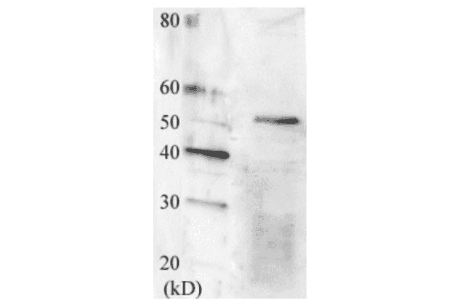 Detection of Swi6 protein by Western blotting using this antibody.