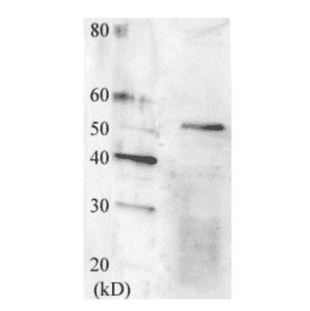 Detection of Swi6 protein by Western blotting using this antibody.