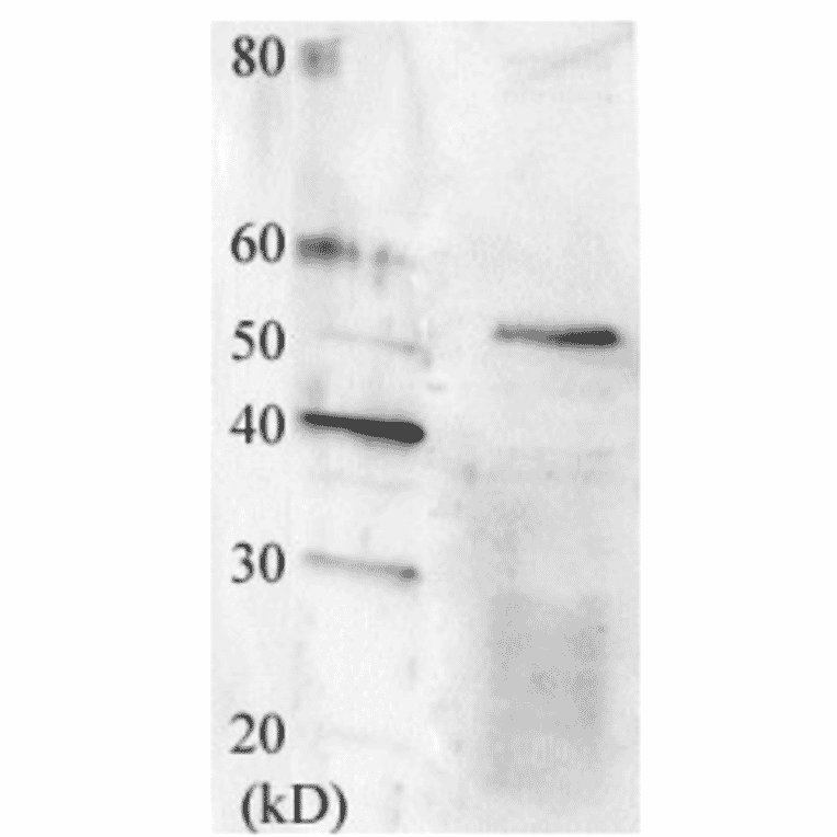 Detection of Swi6 protein by Western blotting using this antibody.