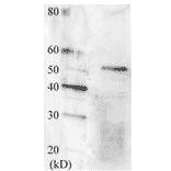 Detection of Swi6 protein by Western blotting using this antibody.