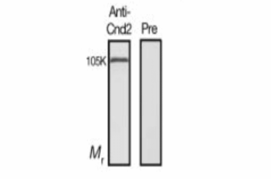 Identification of Cnd2 protein in the crude extract of S. pombe by western blotting with this antiserum