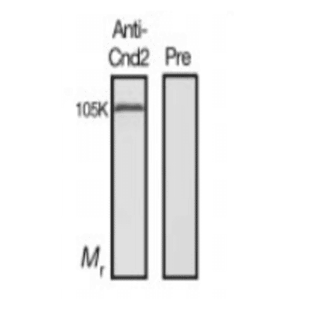 Identification of Cnd2 protein in the crude extract of S. pombe by western blotting with this antiserum