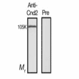 Identification of Cnd2 protein in the crude extract of S. pombe by western blotting with this antiserum