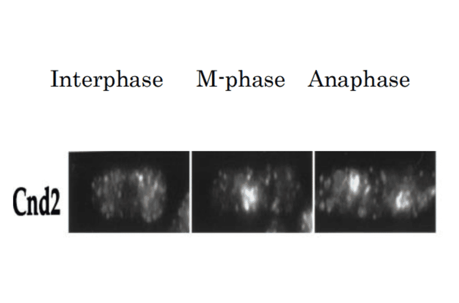 Detection of Cnd2 protein by immunofluorescent staining of S. pombe cell.