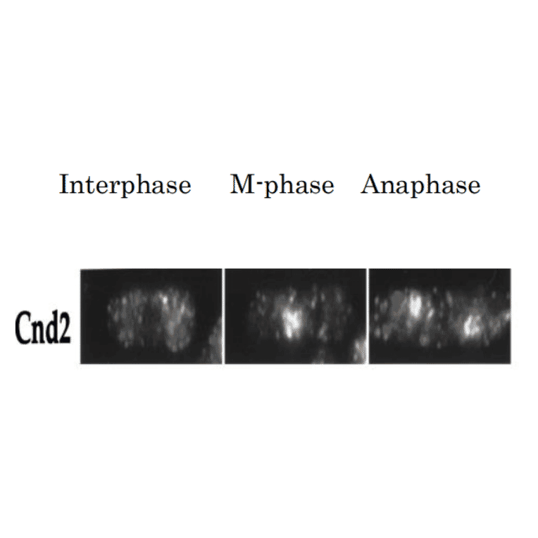 Detection of Cnd2 protein by immunofluorescent staining of S. pombe cell.