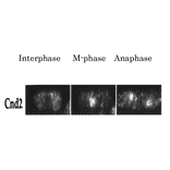 Detection of Cnd2 protein by immunofluorescent staining of S. pombe cell.