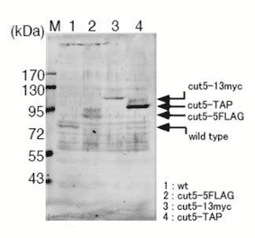 Identification of the Cut5/Rad4 protein in the crude extract of S. pombe with this antibody