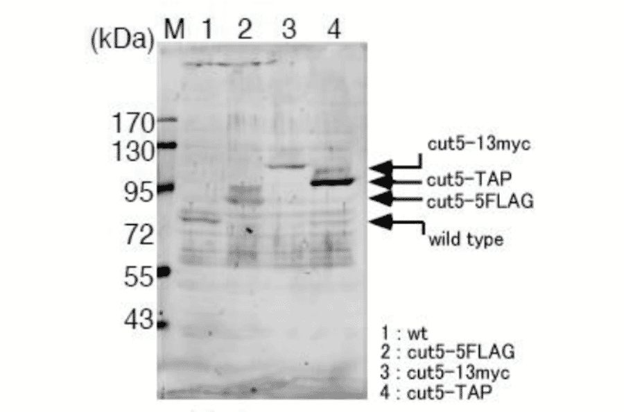 Identification of the Cut5/Rad4 protein in the crude extract of S. pombe with this antibody