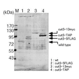 Identification of the Cut5/Rad4 protein in the crude extract of S. pombe with this antibody