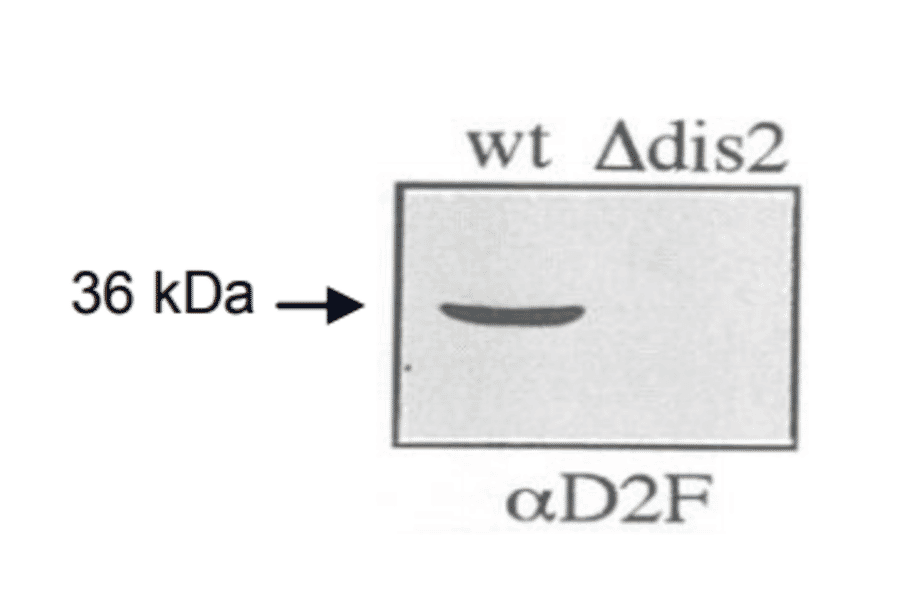 Immunoblot of wild-type and ?dis2 S.pombe cells using anti-dis2 antibody, ?D2F (ref.3). wt: wild type ?dis2: dis2 deletion mutant