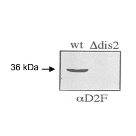 Immunoblot of wild-type and ?dis2 S.pombe cells using anti-dis2 antibody, ?D2F (ref.3). wt: wild type ?dis2: dis2 deletion mutant