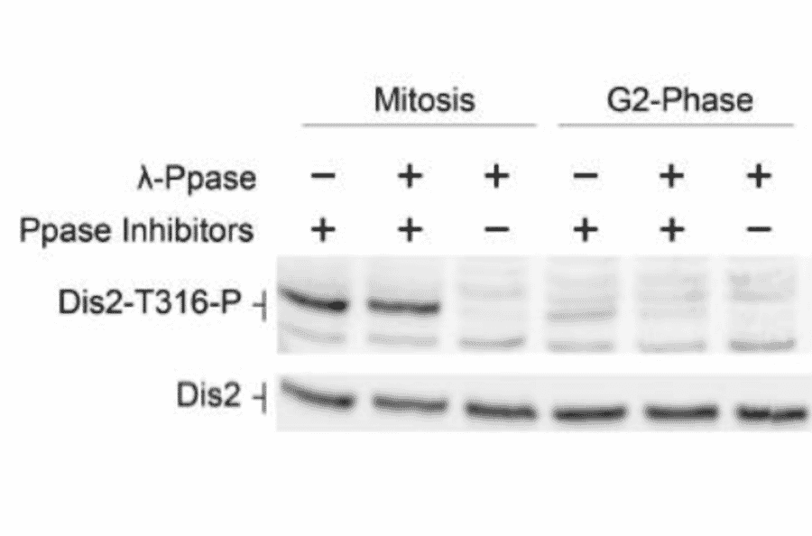 Identification of Dis2 phosphorylated at T316 by western blotting with the antibody.
