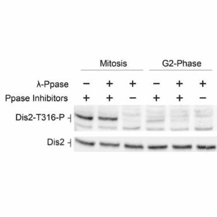 Identification of Dis2 phosphorylated at T316 by western blotting with the antibody.