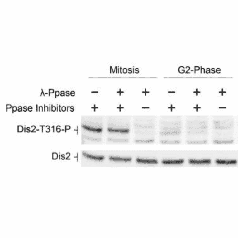 Identification of Dis2 phosphorylated at T316 by western blotting with the antibody.