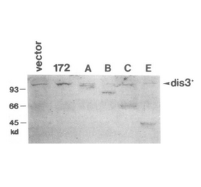 Immunoblotting of extracts of S. pombe cells transformed with the vector or plasmids carrying truncated genes (172, A, B, C, E) with anti-Dis3 antibodies. Polypeptides of expected molecular masses were detected (ref.1).