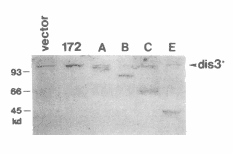 Immunoblotting of extracts of S. pombe cells transformed with the vector or plasmids carrying truncated genes (172, A, B, C, E) with anti-Dis3 antibodies. Polypeptides of expected molecular masses were detected (ref.1).