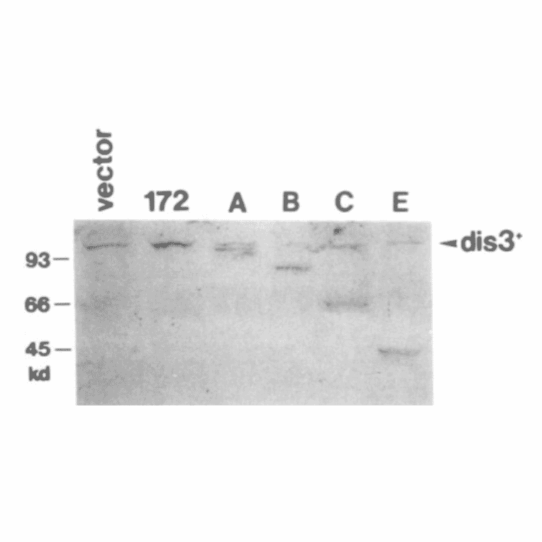 Immunoblotting of extracts of S. pombe cells transformed with the vector or plasmids carrying truncated genes (172, A, B, C, E) with anti-Dis3 antibodies. Polypeptides of expected molecular masses were detected (ref.1).