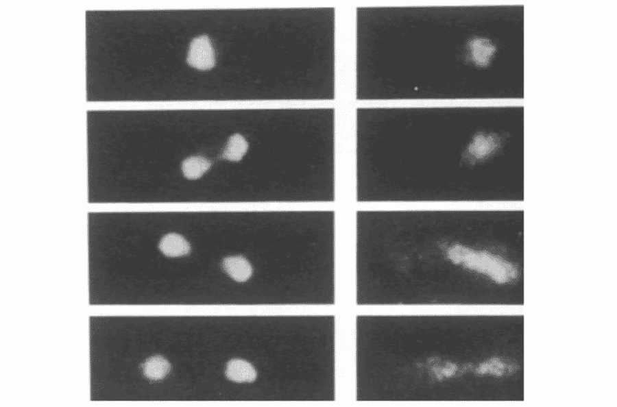 Localization of the dis3+ gene product by immunofluorescence microscopy. S. pombe cells were fixed and prepared for immunofluorescence microscopy with anti-dis3 antibodies. Left, DAPI stain for chromosomal DNA. Right, anti-Dis3 antibody stain (ref.1).